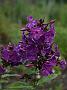 Phlox Hampton Court_1